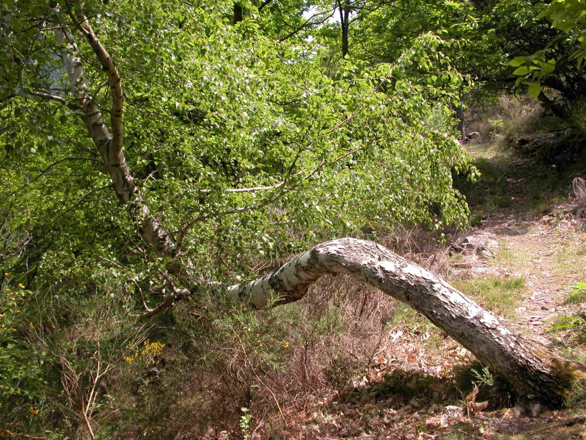 Birch, Silver plant